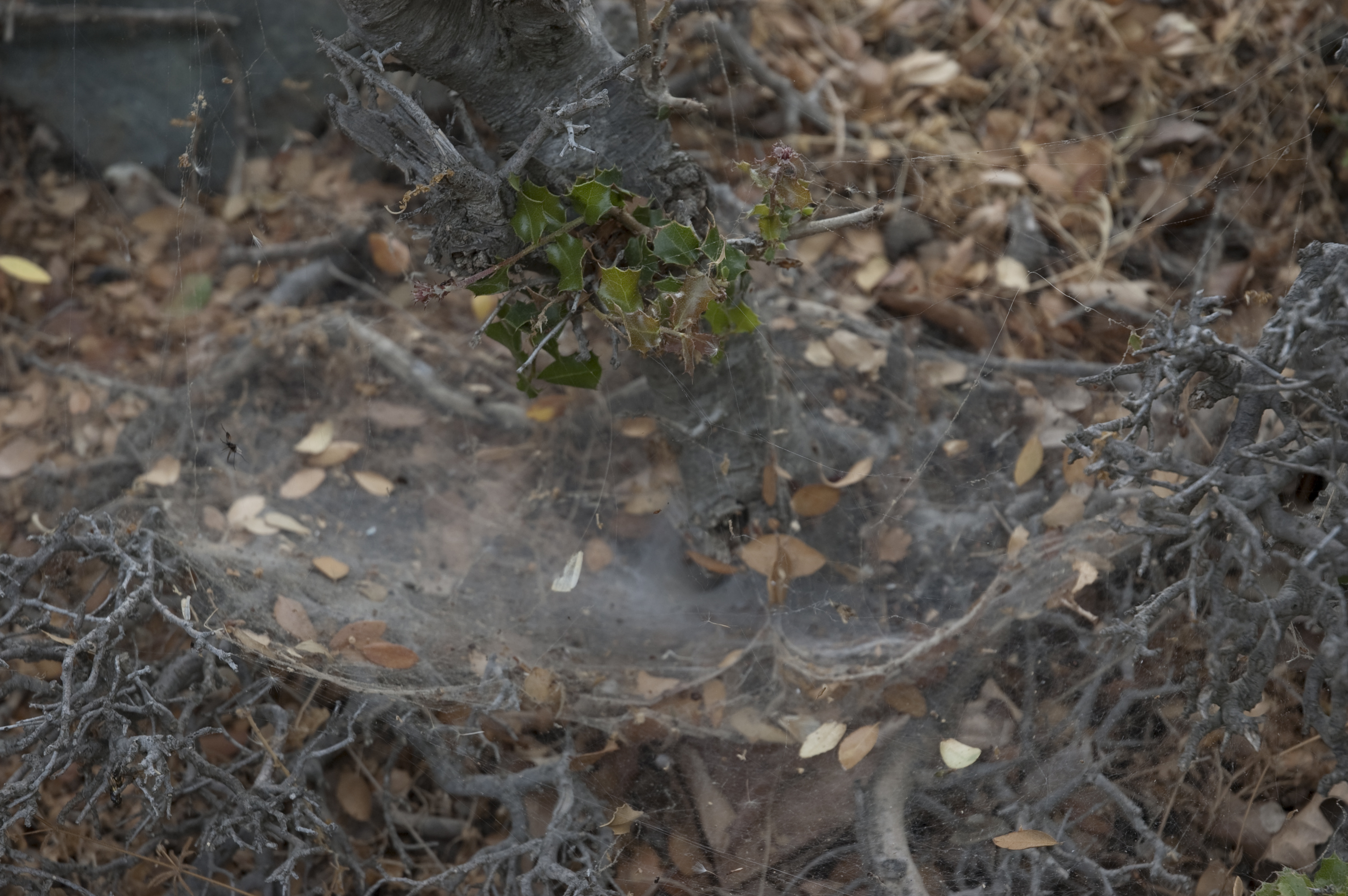 One of the many spider dens that are all around the site