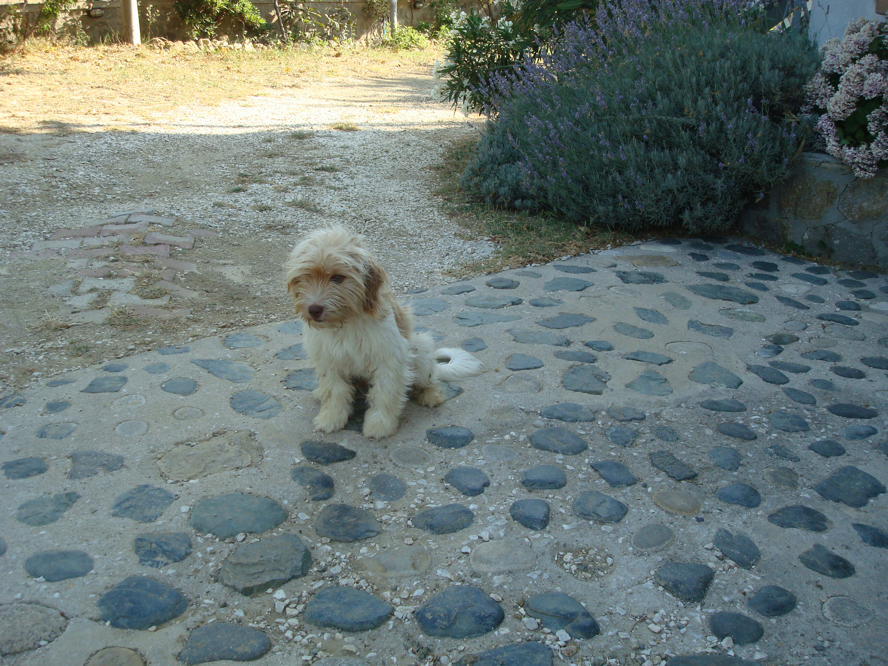 Our intrepid guard dog, Hector.