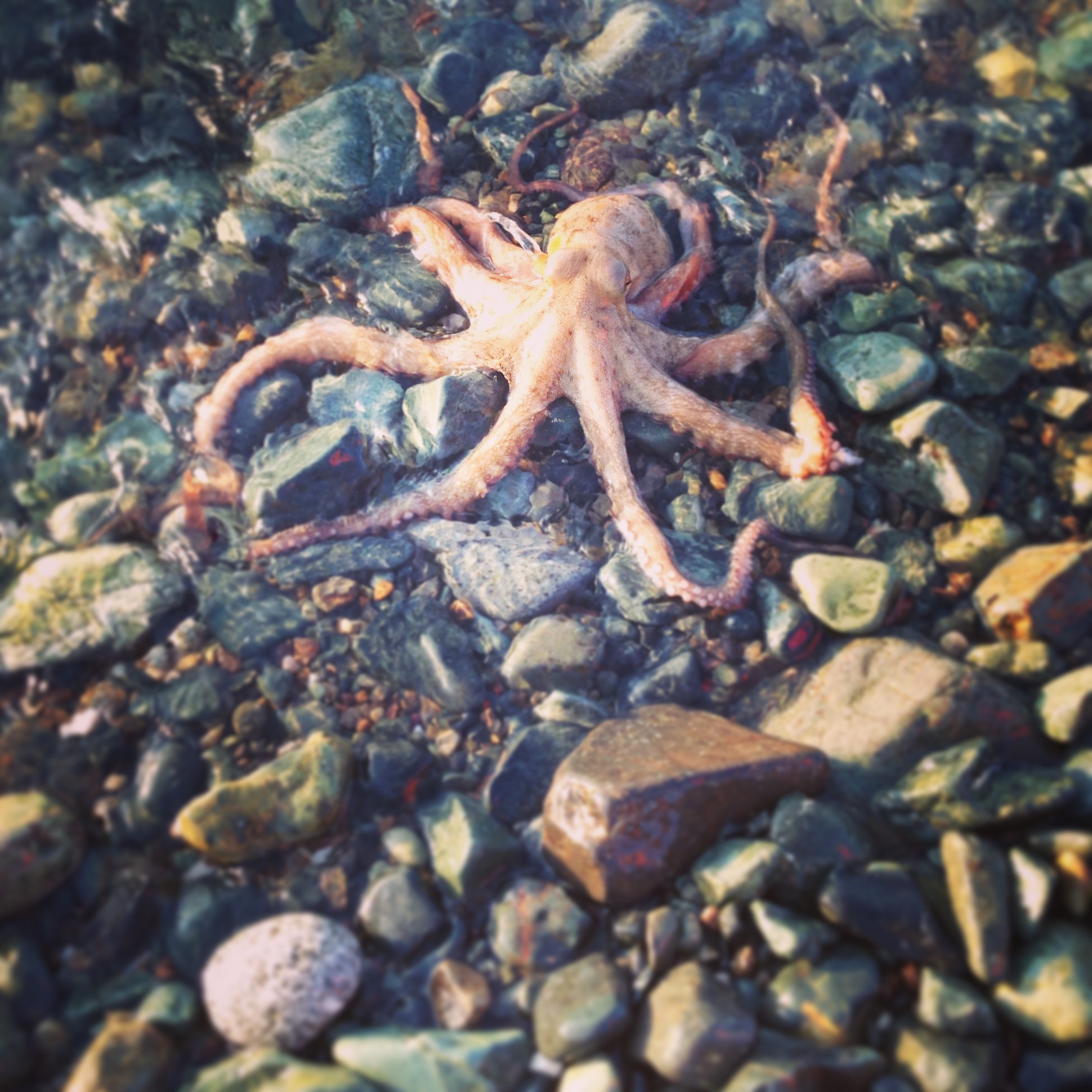 The defensive octopus from the beach.
